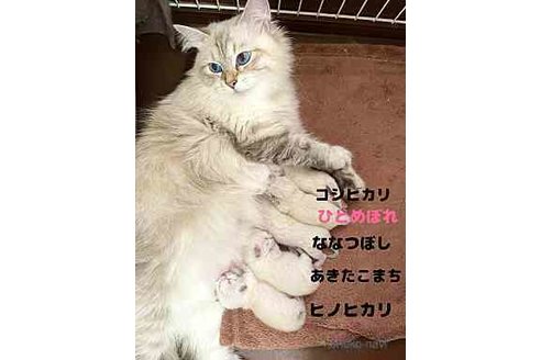 成約済の京都府のサイベリアン-68297の16枚目